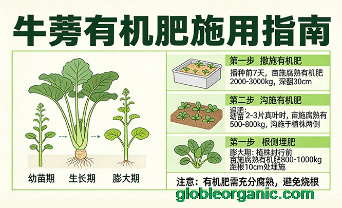 牛蒡如何施有机肥？