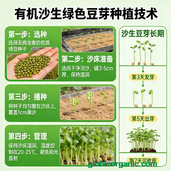 有机沙生绿色豆芽种植技术